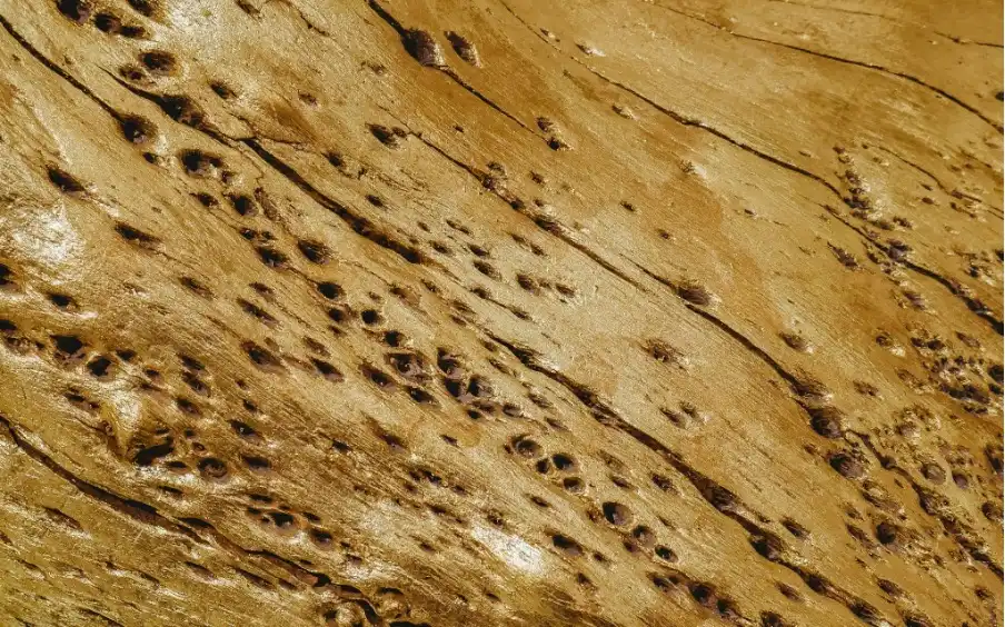 Wood That Sounds Empty When Tapped