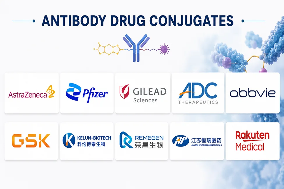 Top Companies of Antibody Drug Conjugates (ADC) Market Overview and Size